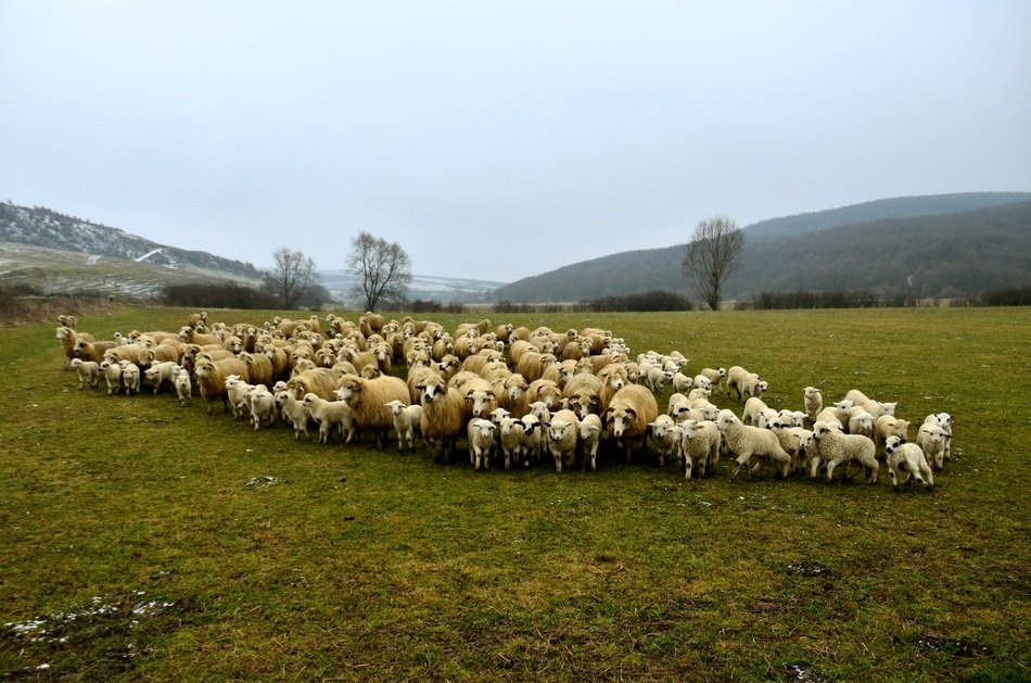 landscape Picture of the sheep on a Pasture