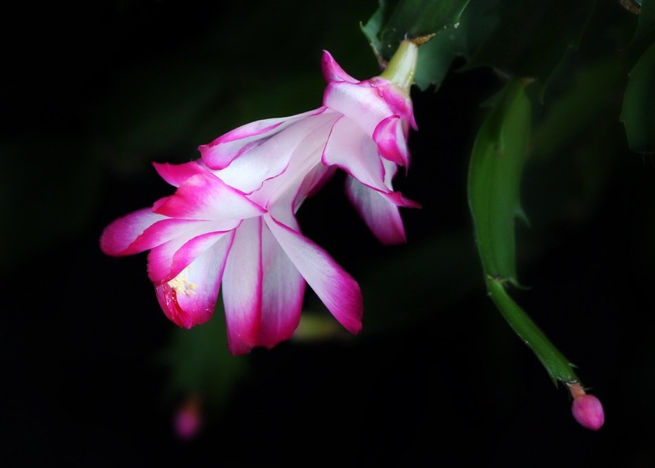 beautiful pink Schlummbergera flower in dark
