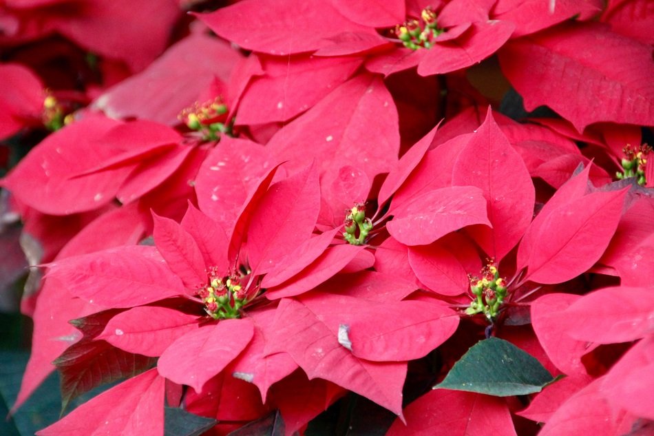 Poinsettia, red leaves and Blossoms