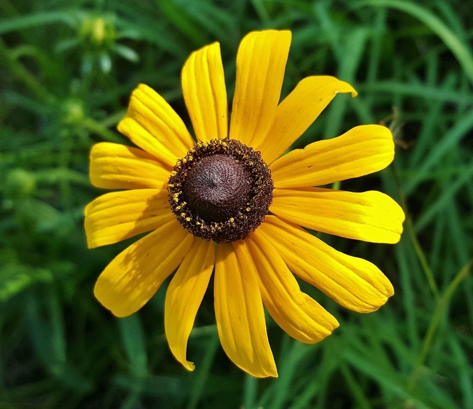 closeup view of yellow daisy among green grass