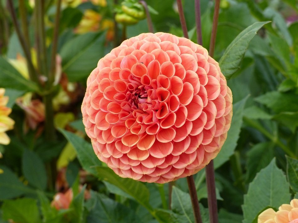 spherical orange dahlia on a bush