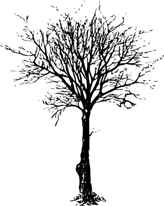 painted black thin tree on a white background