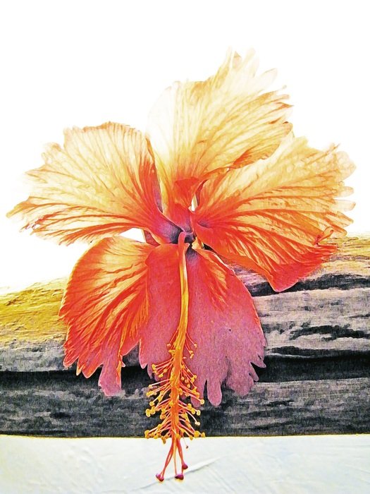 Digital art of the beautiful red, orange and yellow hibiscus flower near the water on Cayo Largo, Cuba