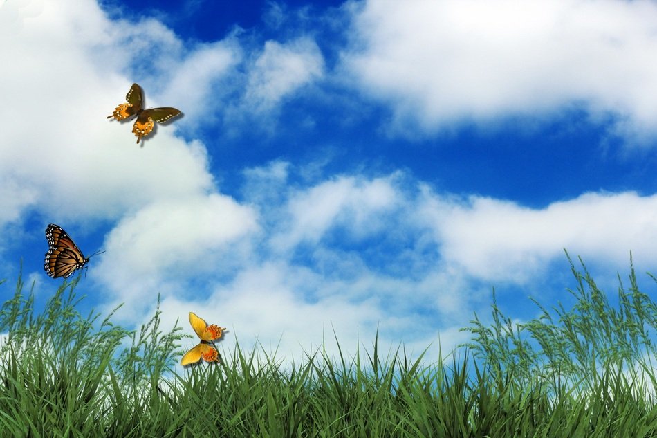 incredibly handsome Butterflies