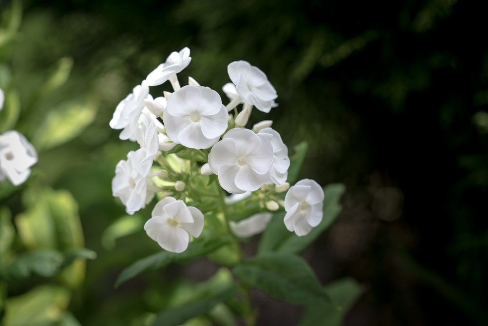 photo of white phlox