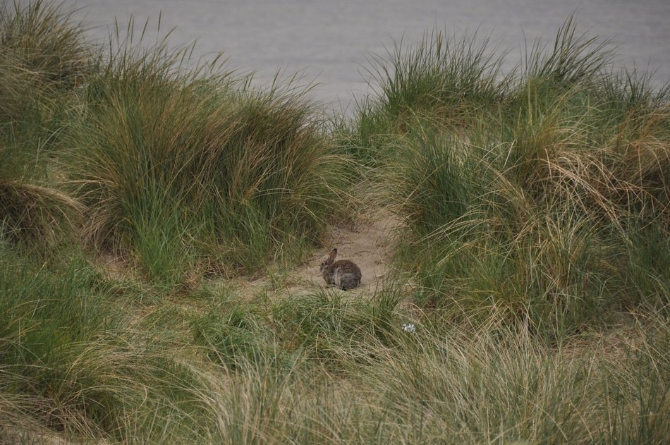 Cute, beautiful and colorful rabbit on the sand among the green and yellow marram grass