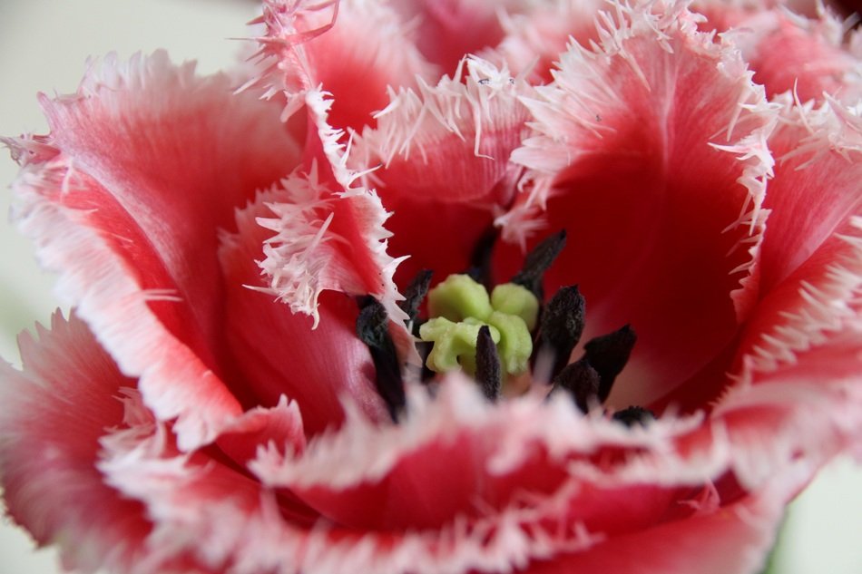 fluffy red tulip with white edge