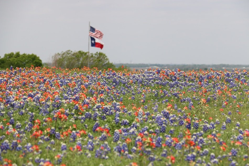 American and Texas flags on the flower field