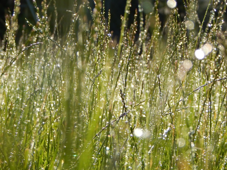 tall grass in drops of water in a meadow close-up