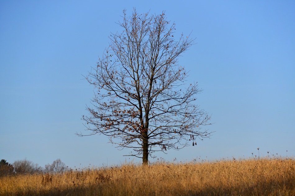 Autumn Oak lonely scene in meadow