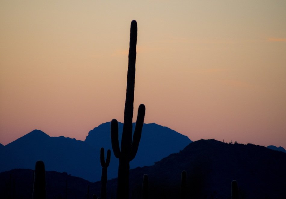 Saguaro in a desert at dusk