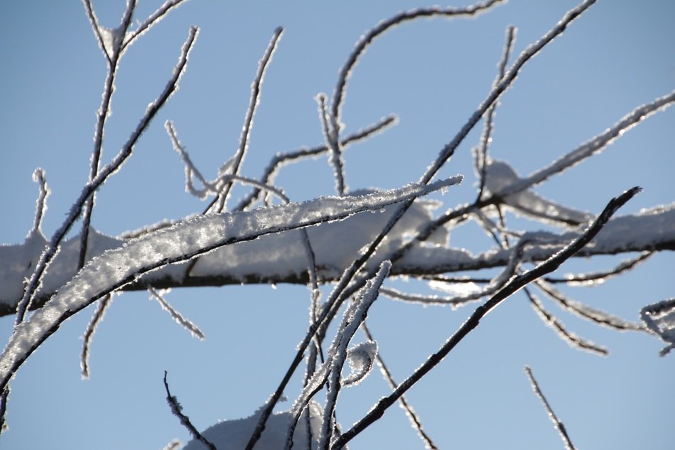 branches in the snow in the sunlight