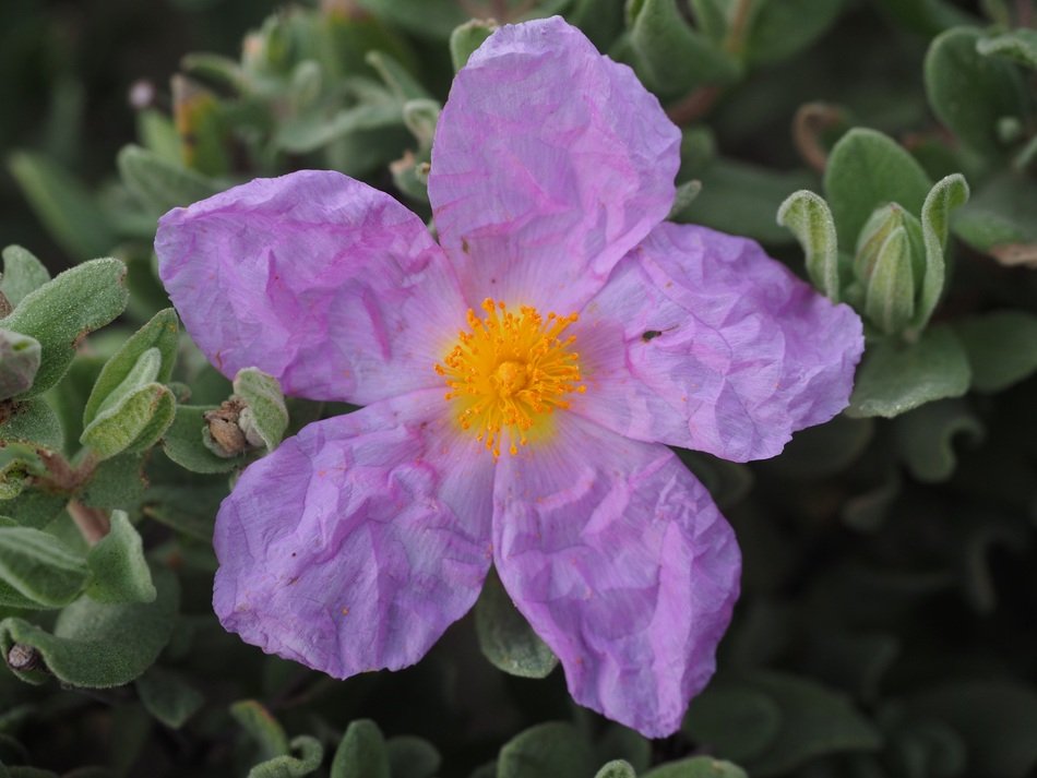 rock rose plant or Cistus