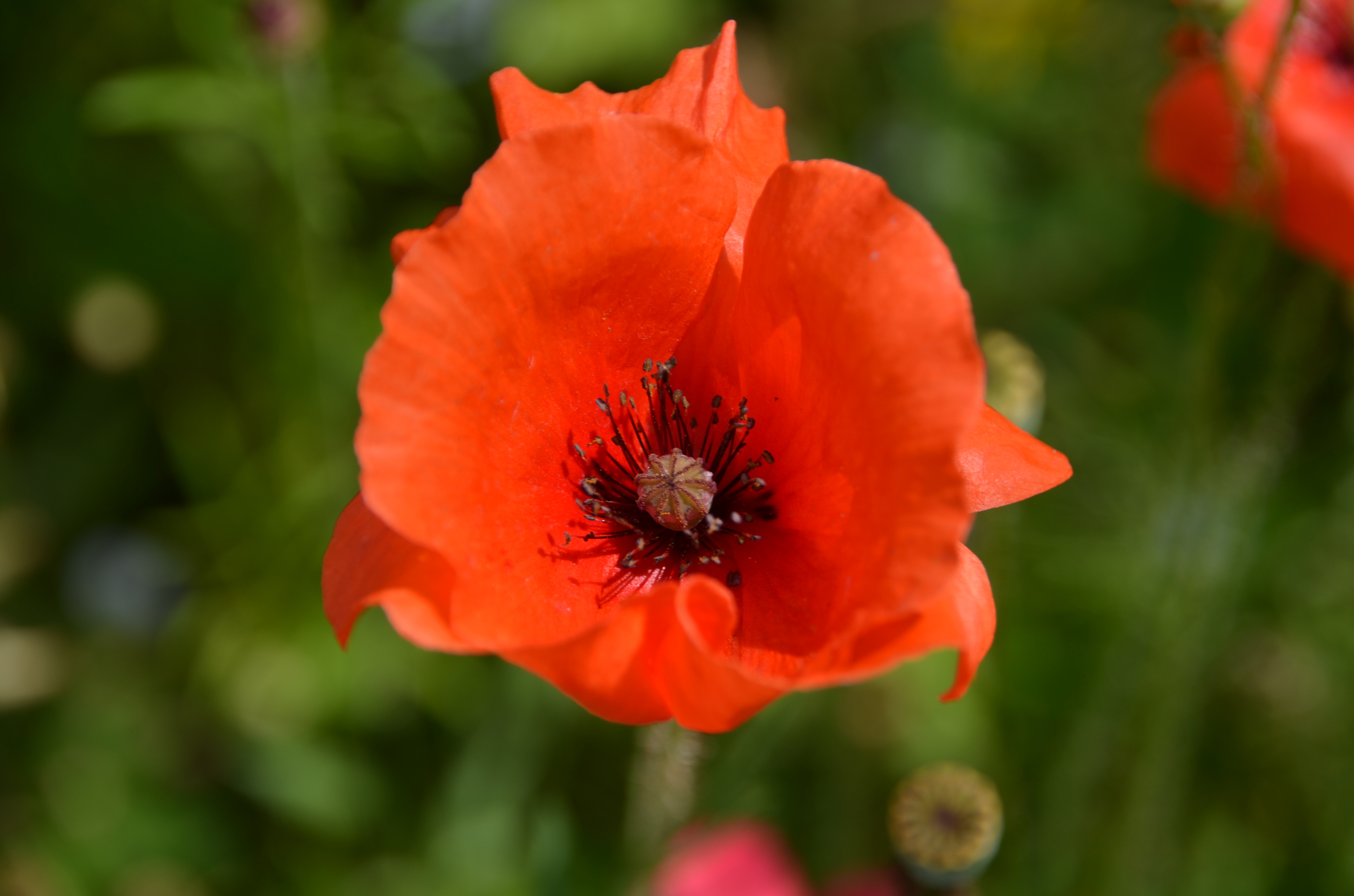 Red poppy with black stamens free image download