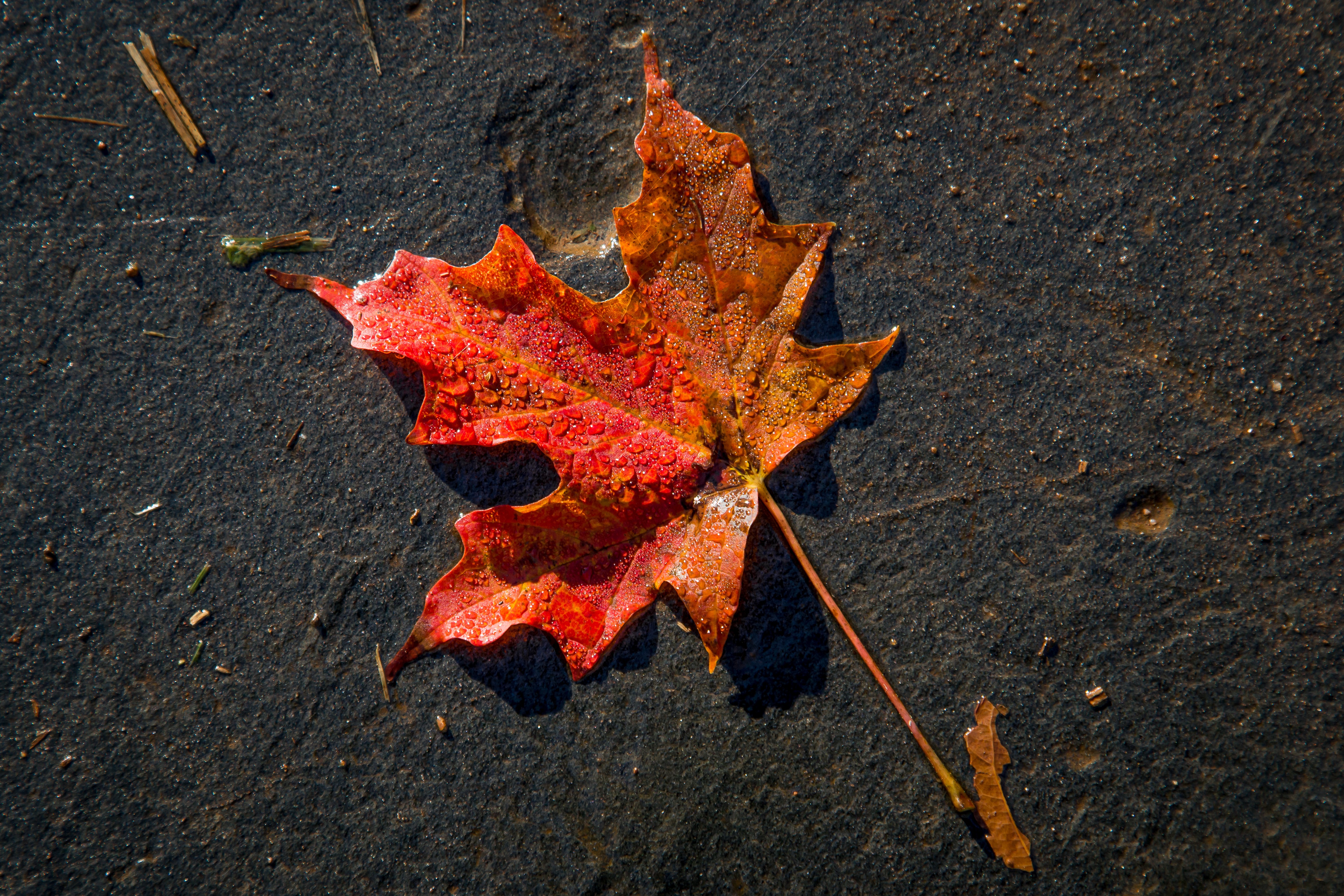 Осенняя слякоть листья