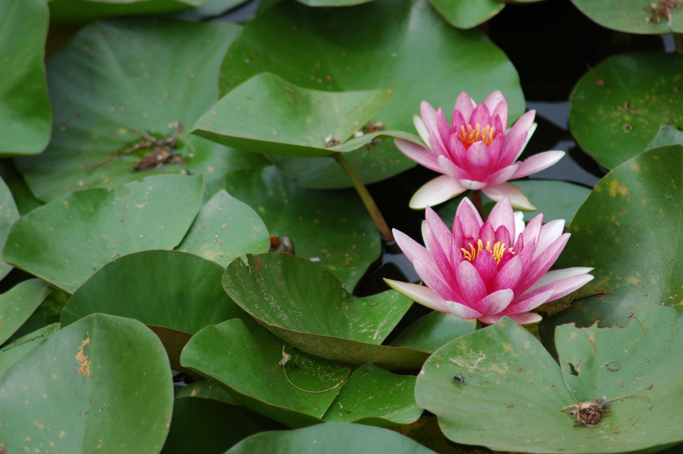 Lotus Landscape Free Image Download