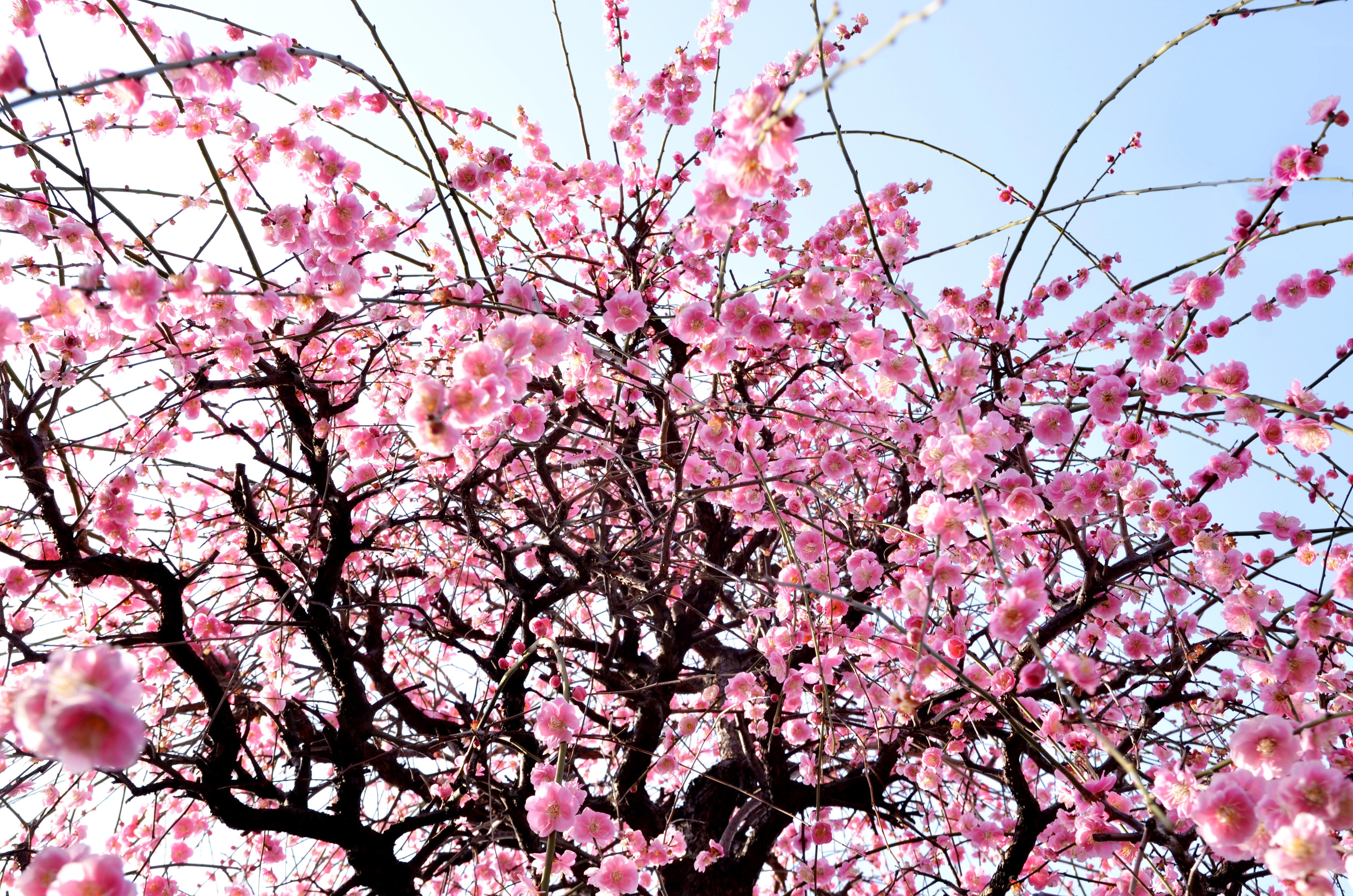 Japanese cherry tree in springtime image.