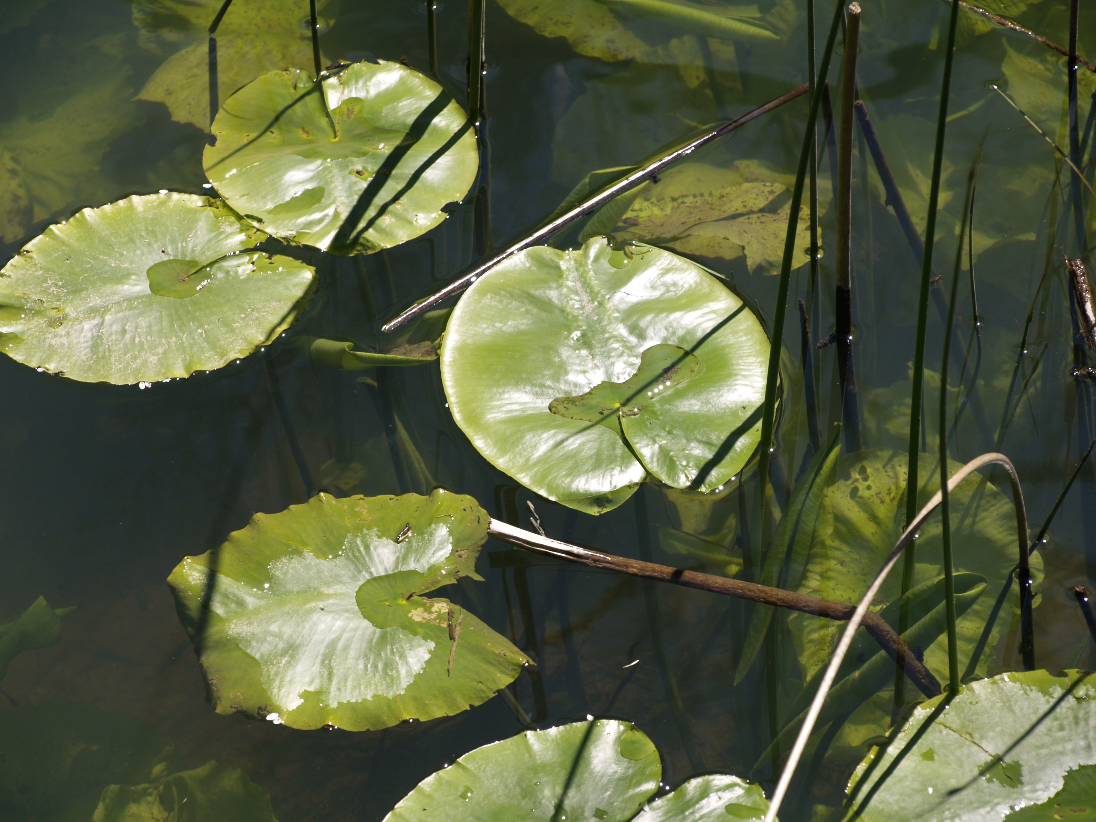 Листья водных растений имеют. Стебель кувшинки. Нимфея лист. Водяная Лилия стебель. Лист кувшинки.