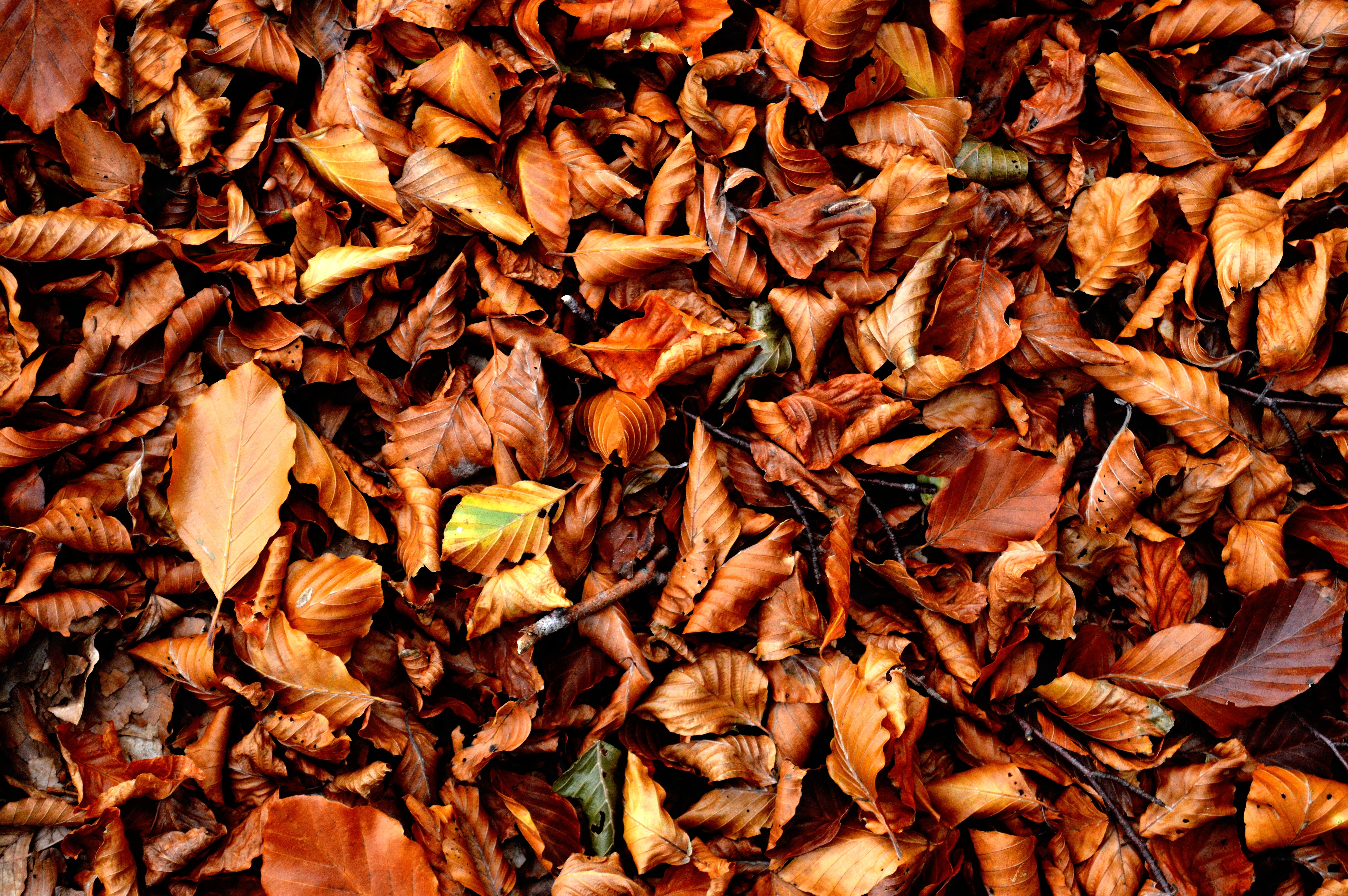 Сухие опавшие листья