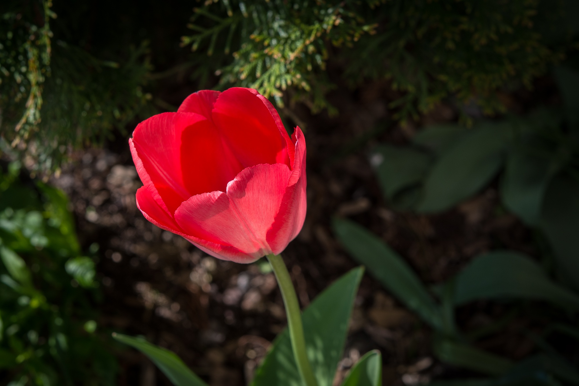 Цветок большой красный тюльпан