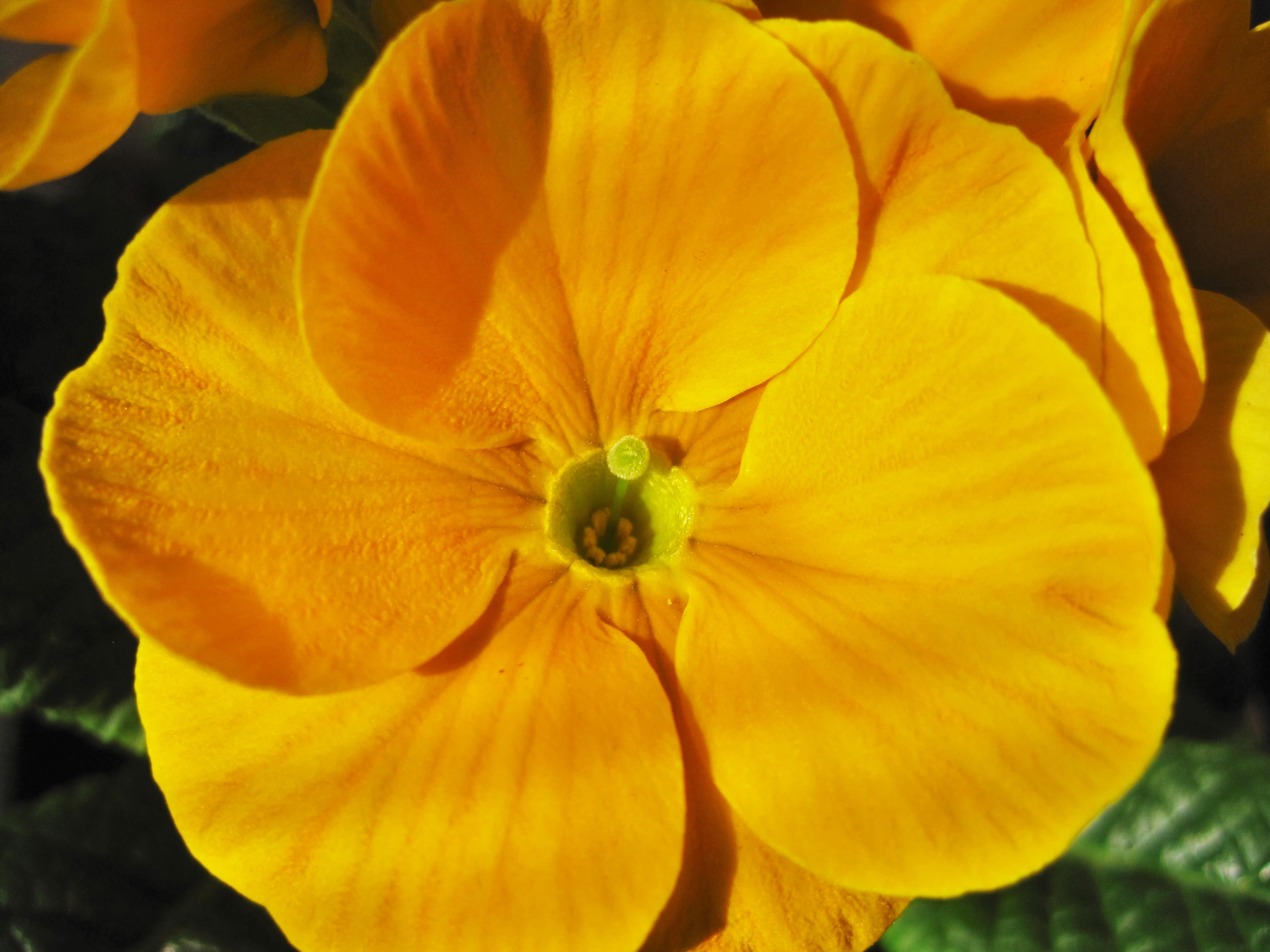 Primrose Yellow С†РІРµС‚