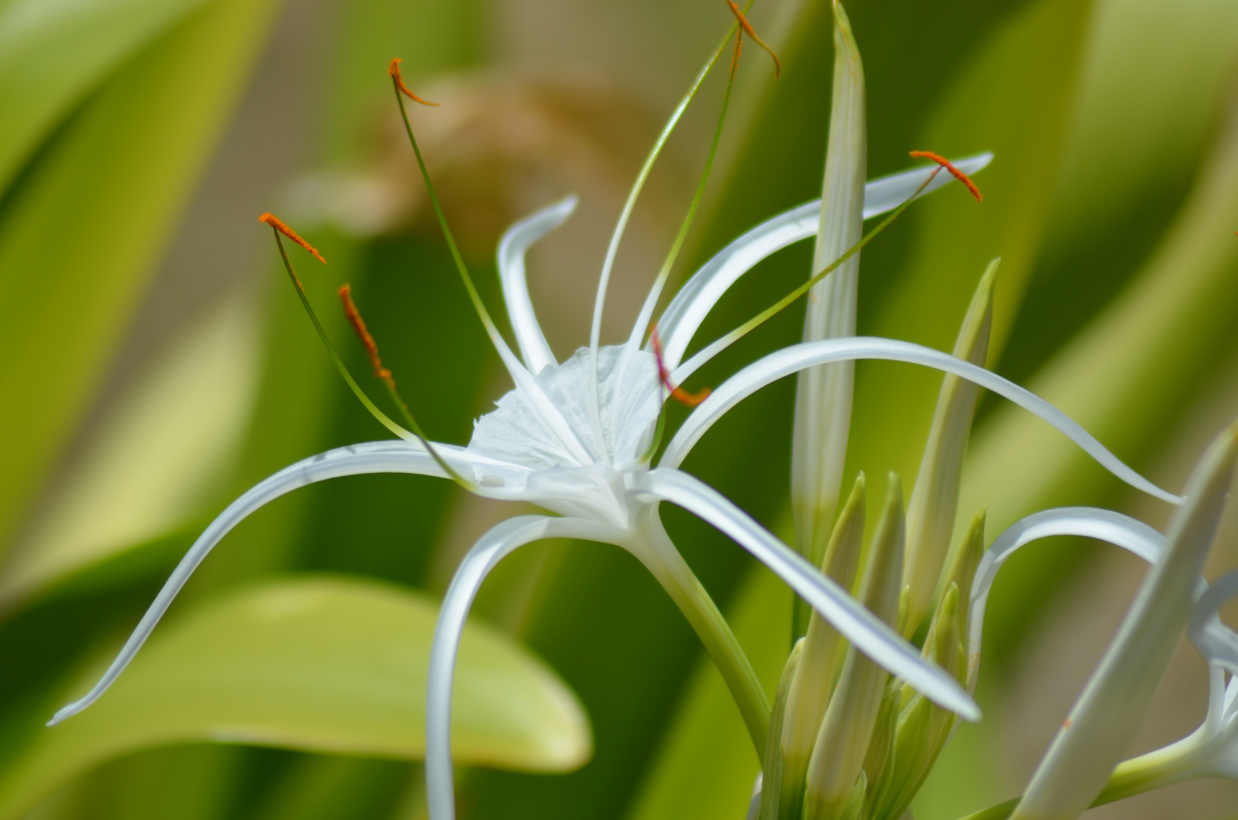 Filigreed white blossom free image download