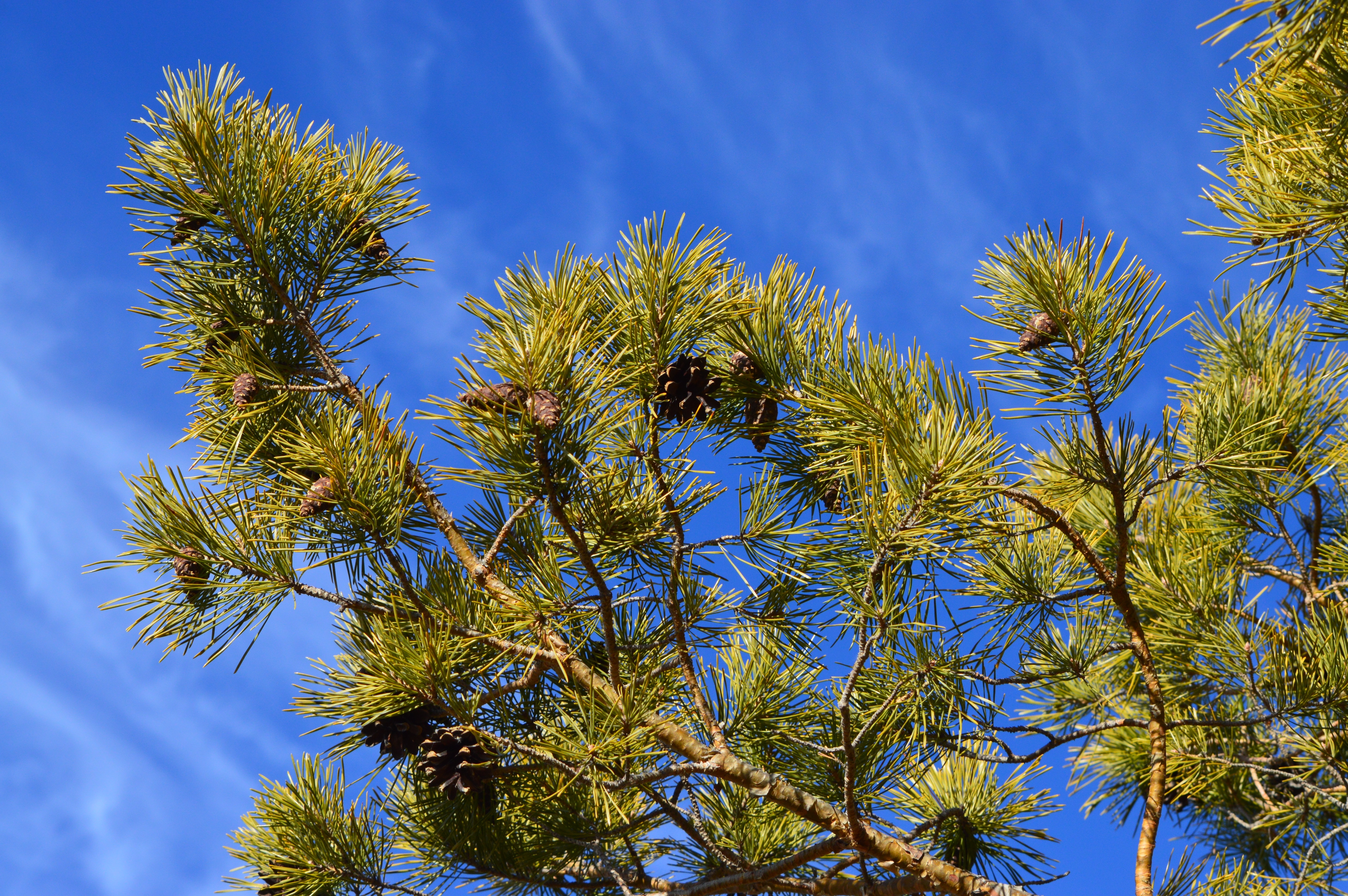 Pinus Sylvestris 'Blue Sky'