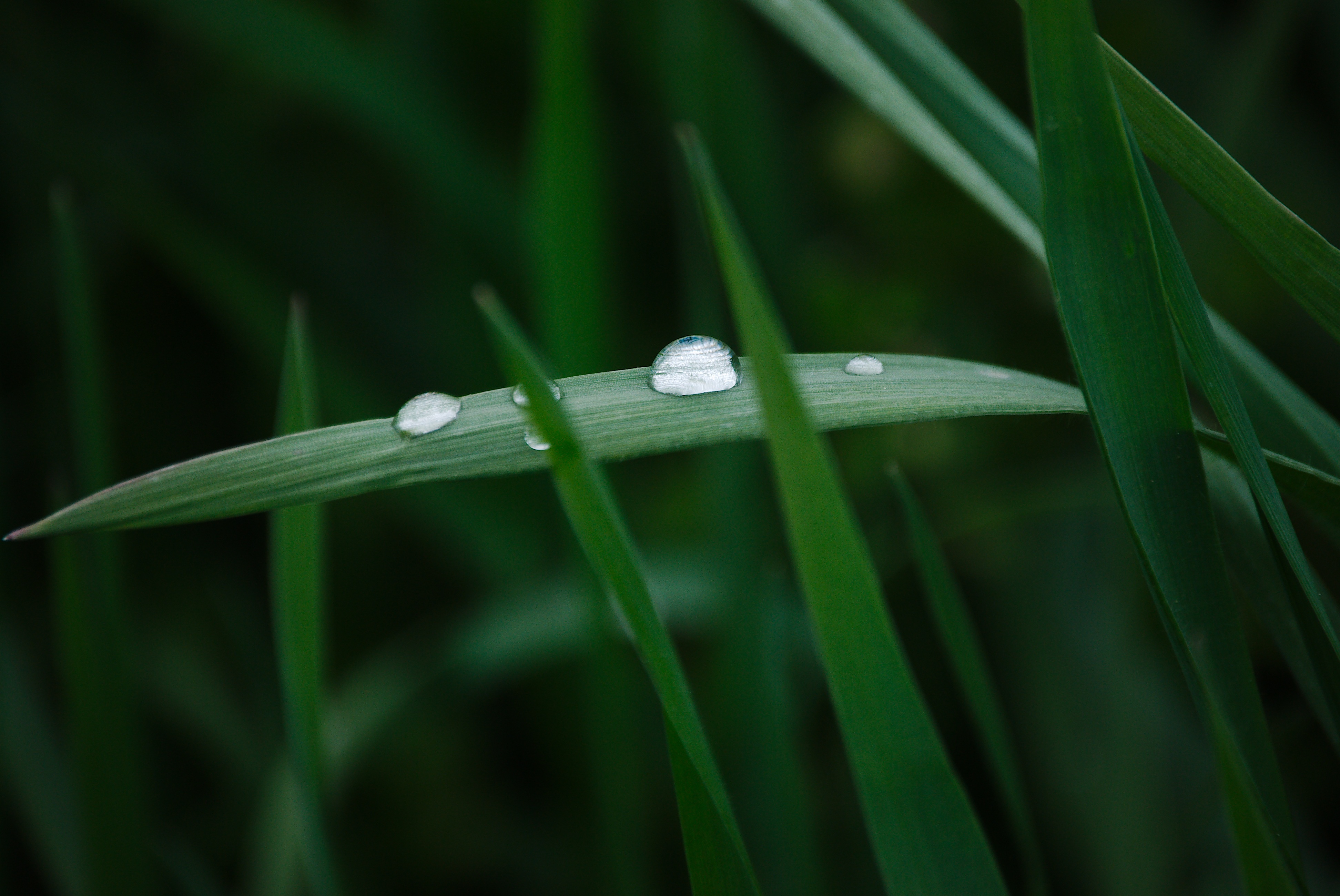 Macro photo of tiny water drops on the blade of grass free image download