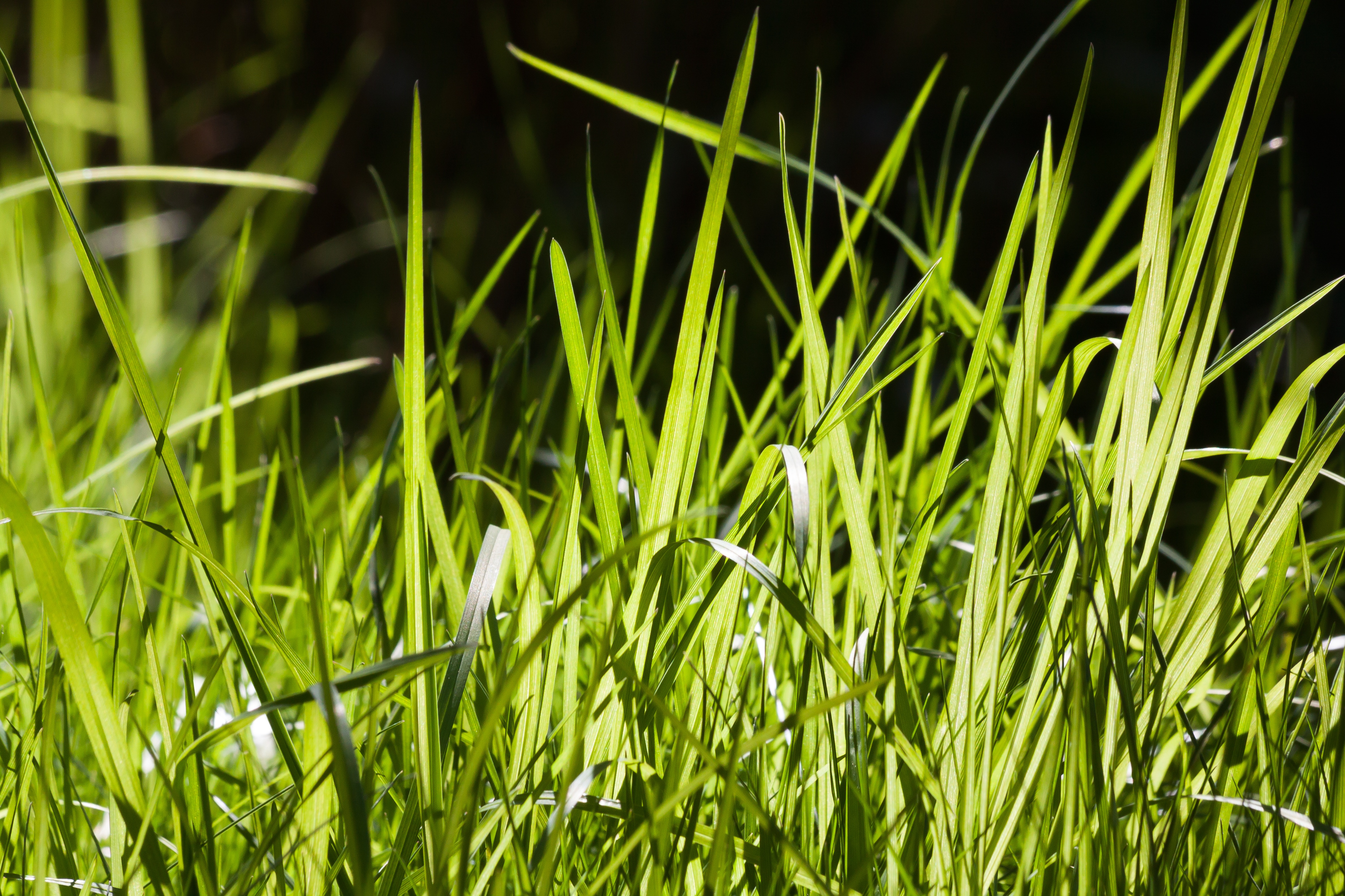 Картинка травы. Трава. Ирава. Зеленая травка. Сочная трава.