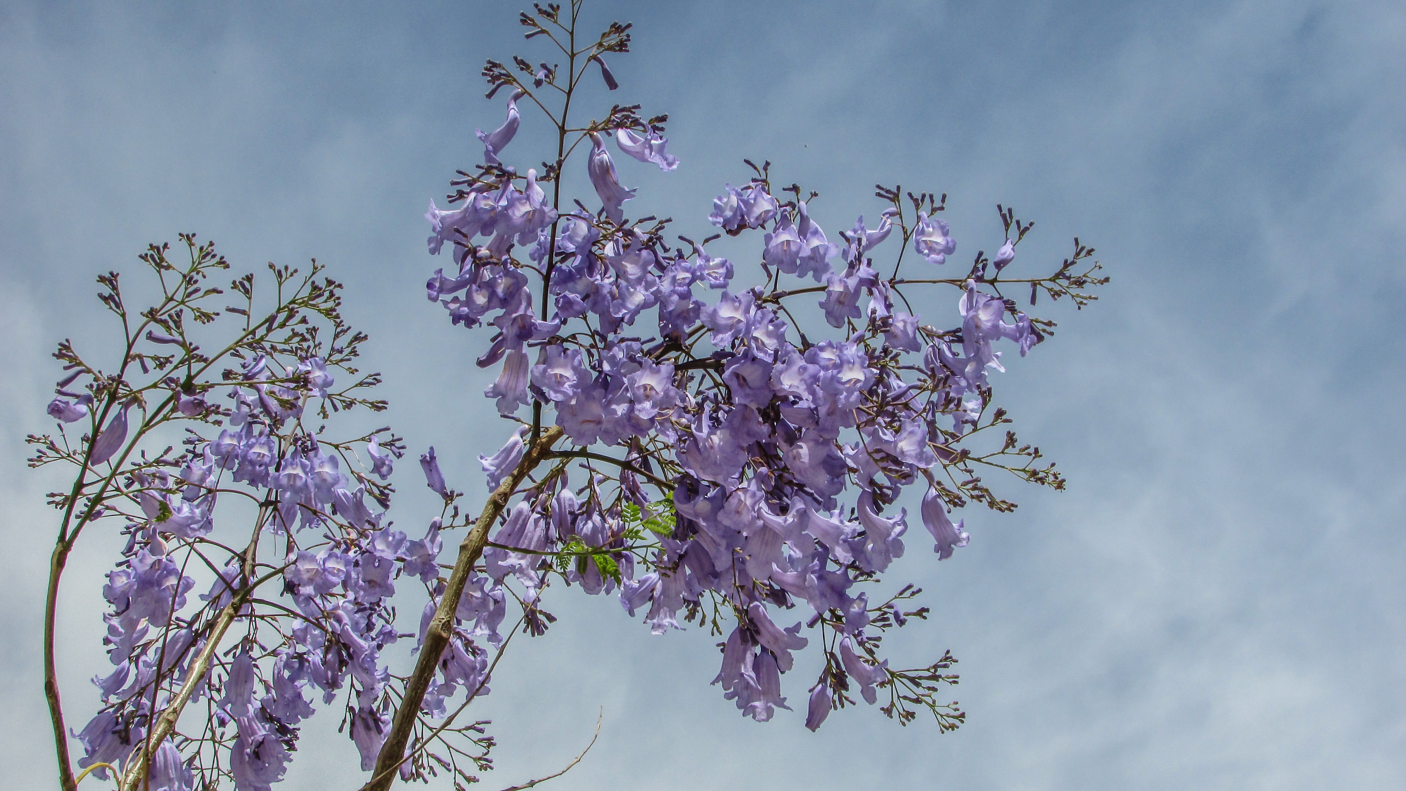 Дерево цветет сиреневыми цветами. Сакура пурпурная (мелкозубчатая. Вишня колокольчатая цветение. Дерево с сиреневыми цветами. Дерево с фиолетовыми цветами.
