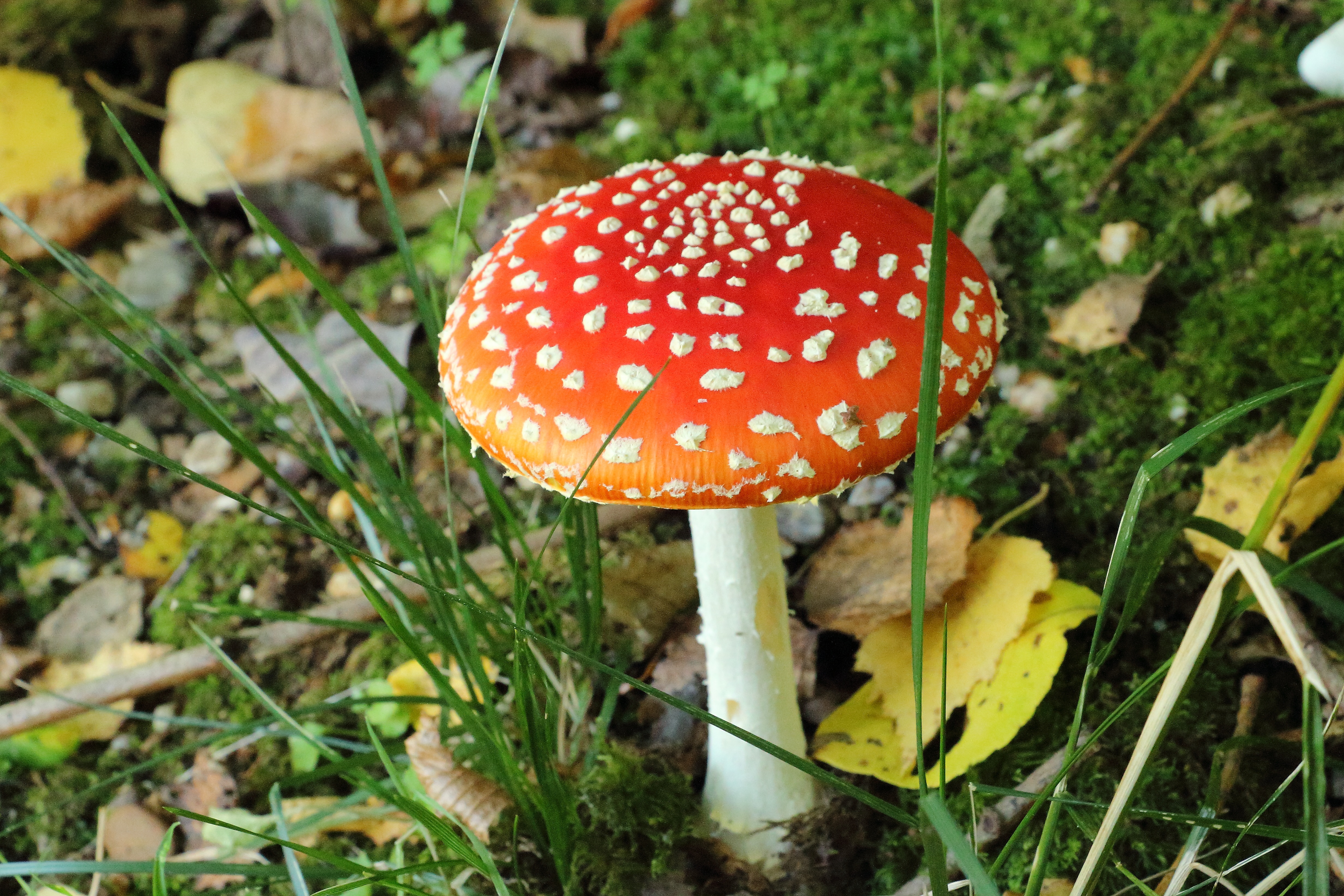 Ядовитые грибы Пермского края