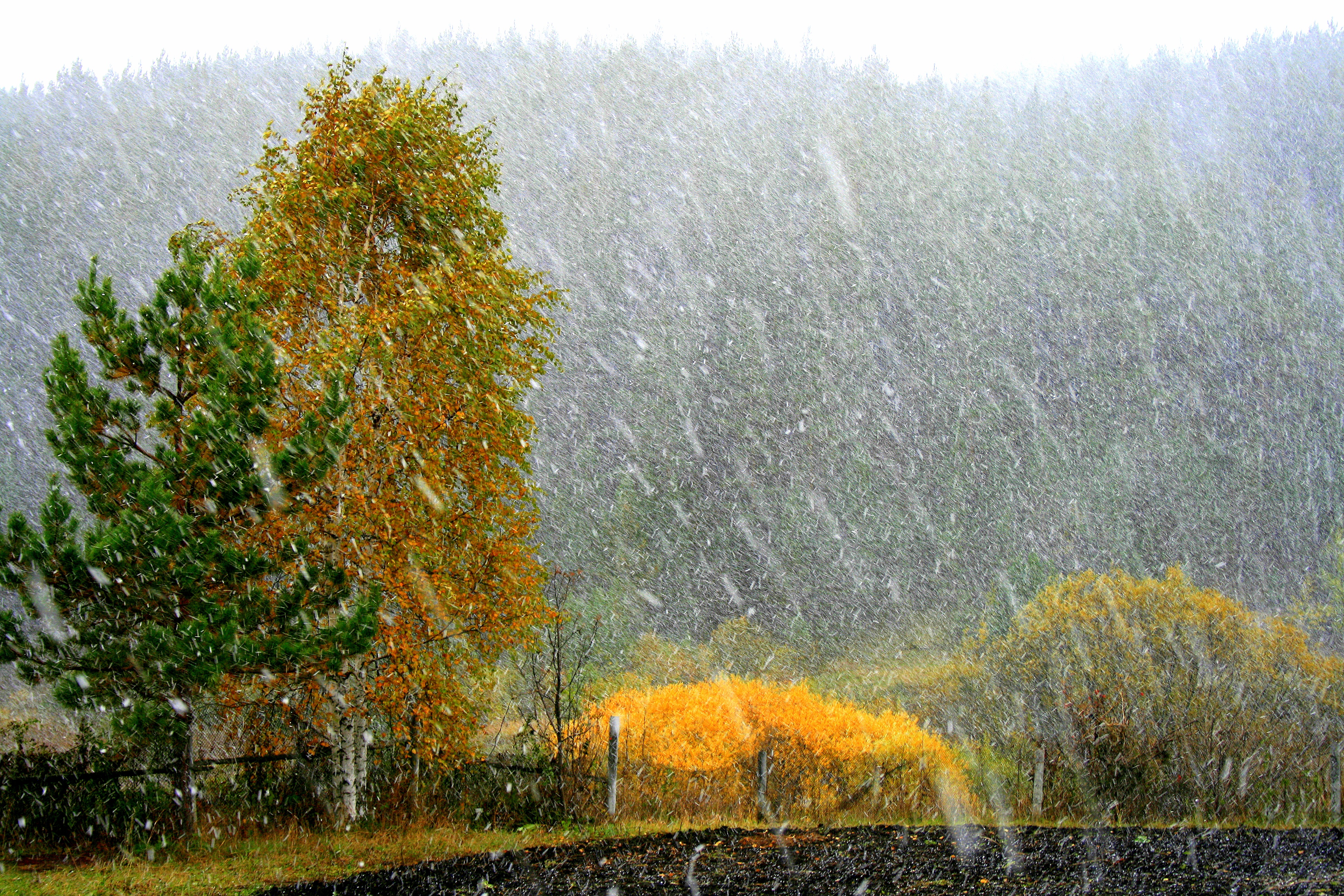 дождь со снегом фото красивые
