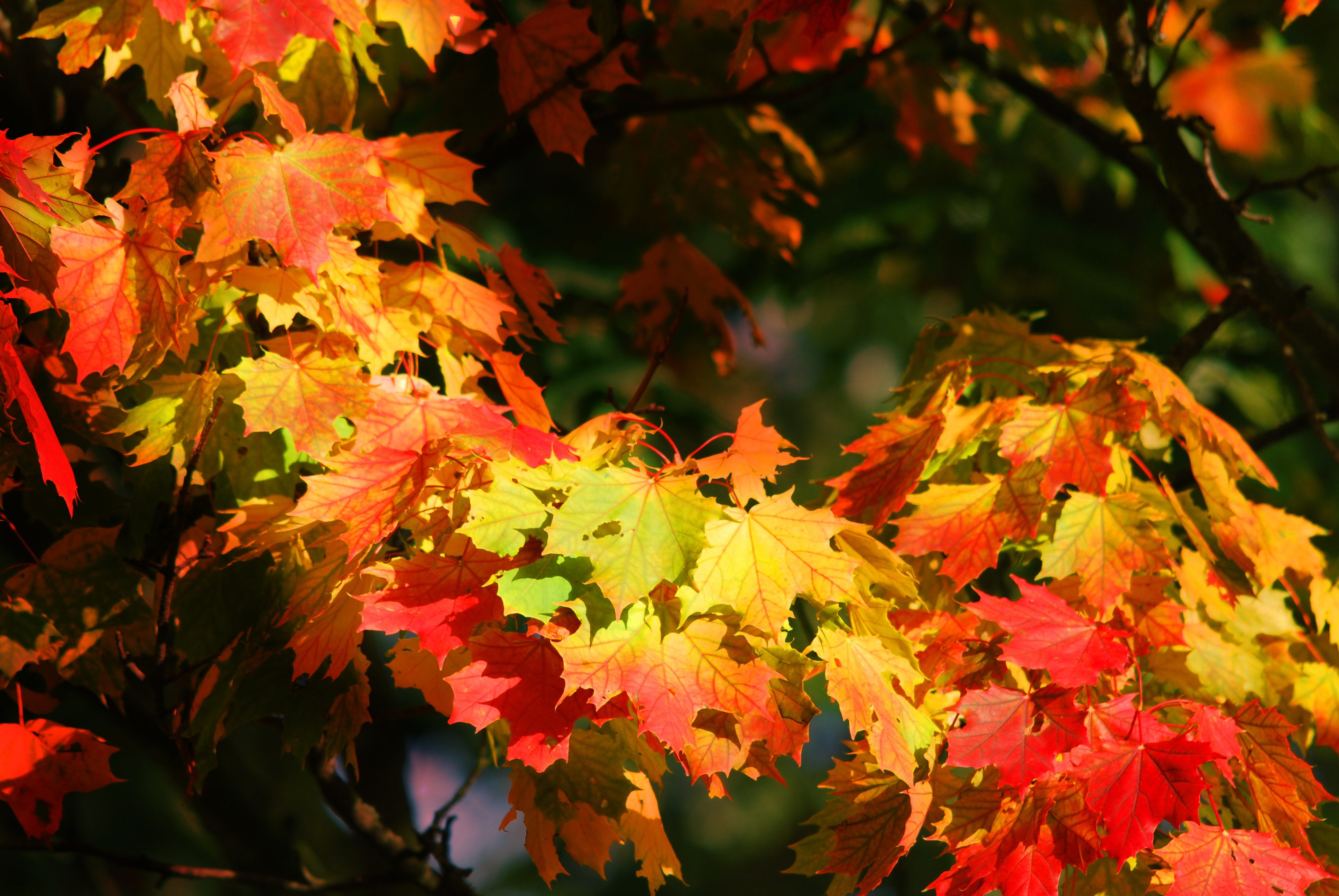 Yellow-red leaves on tree branches free image download