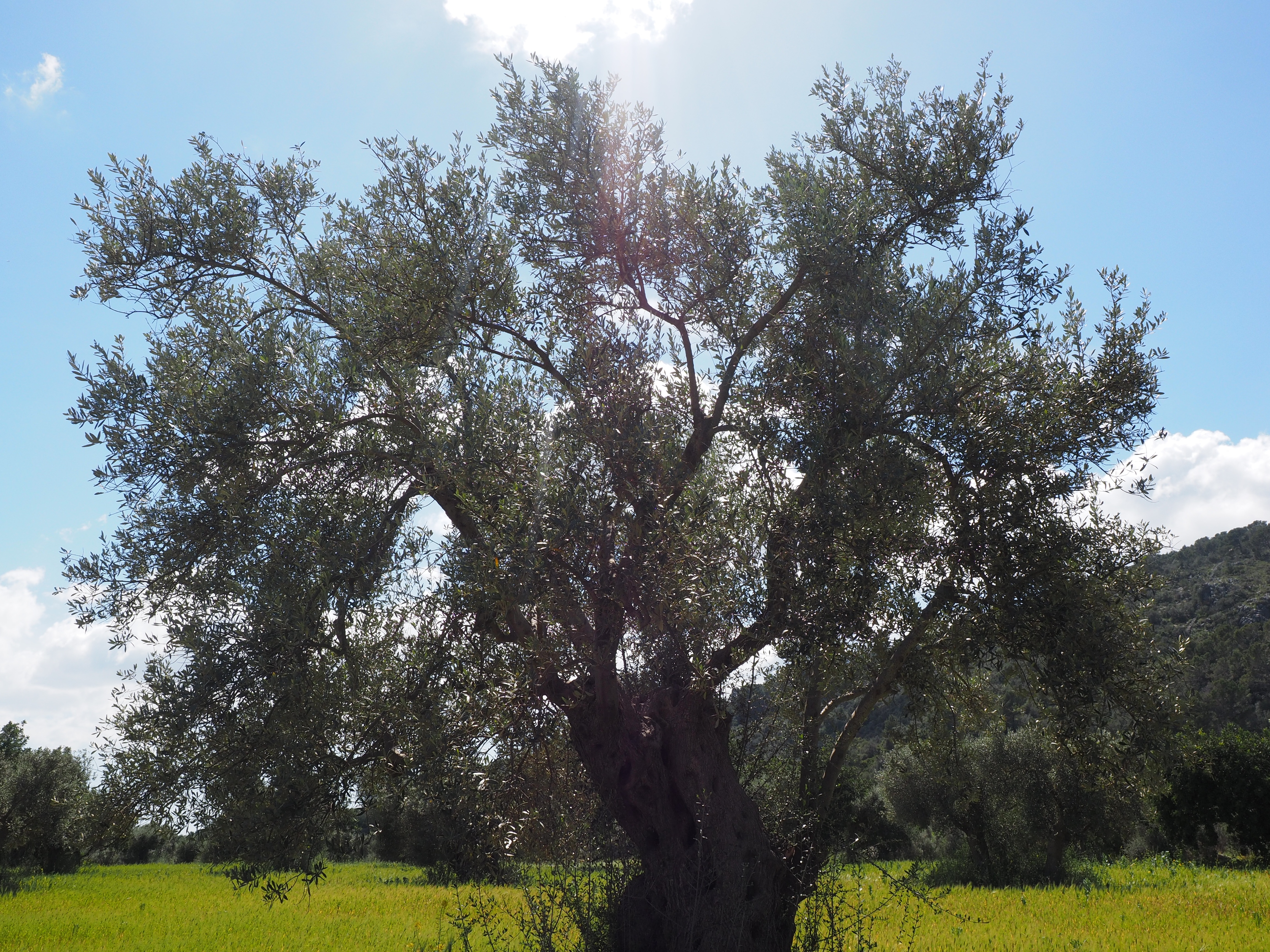 Маслина дерево Украина