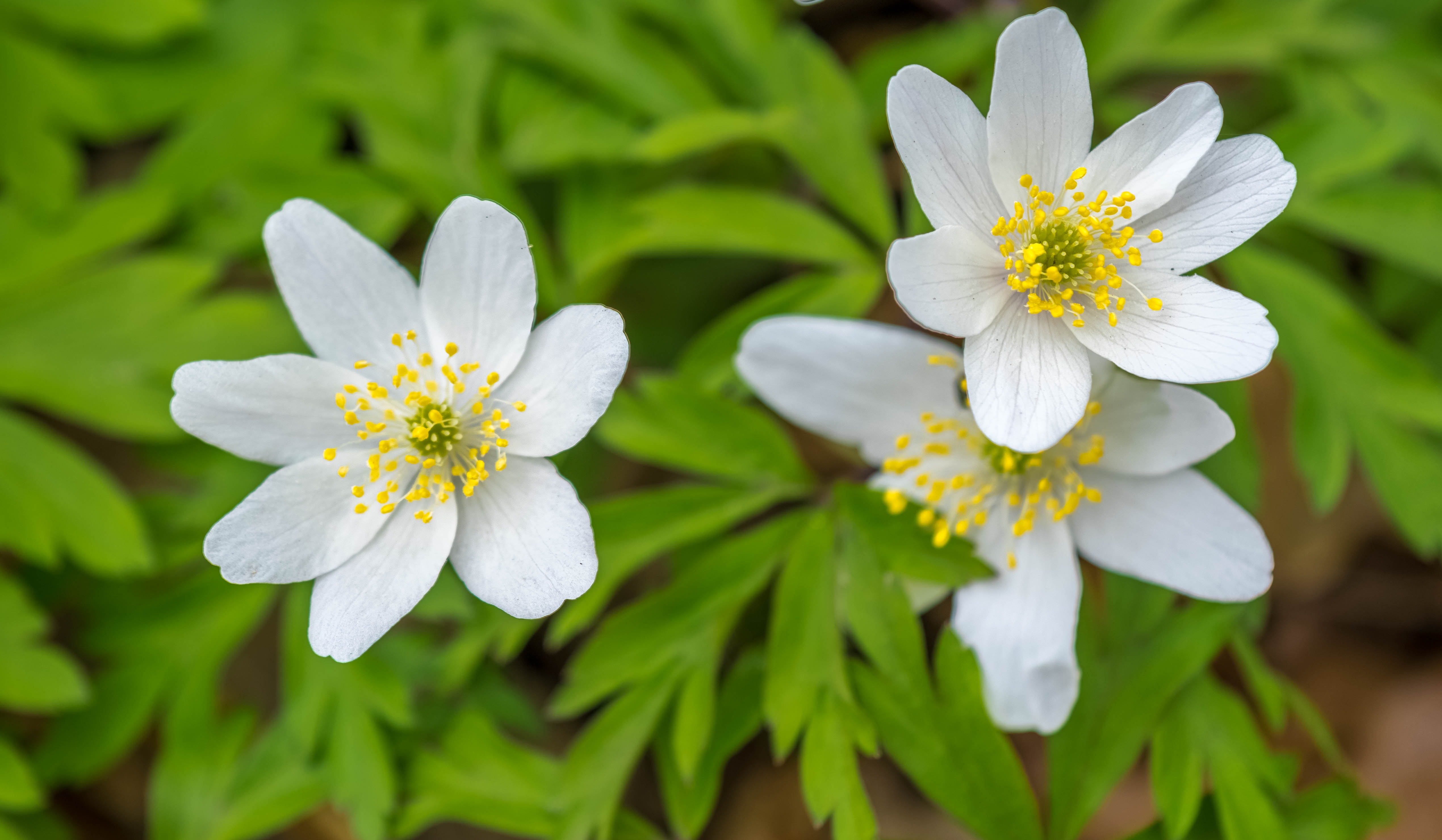 Picture of the Spring Wood Anemones free image download