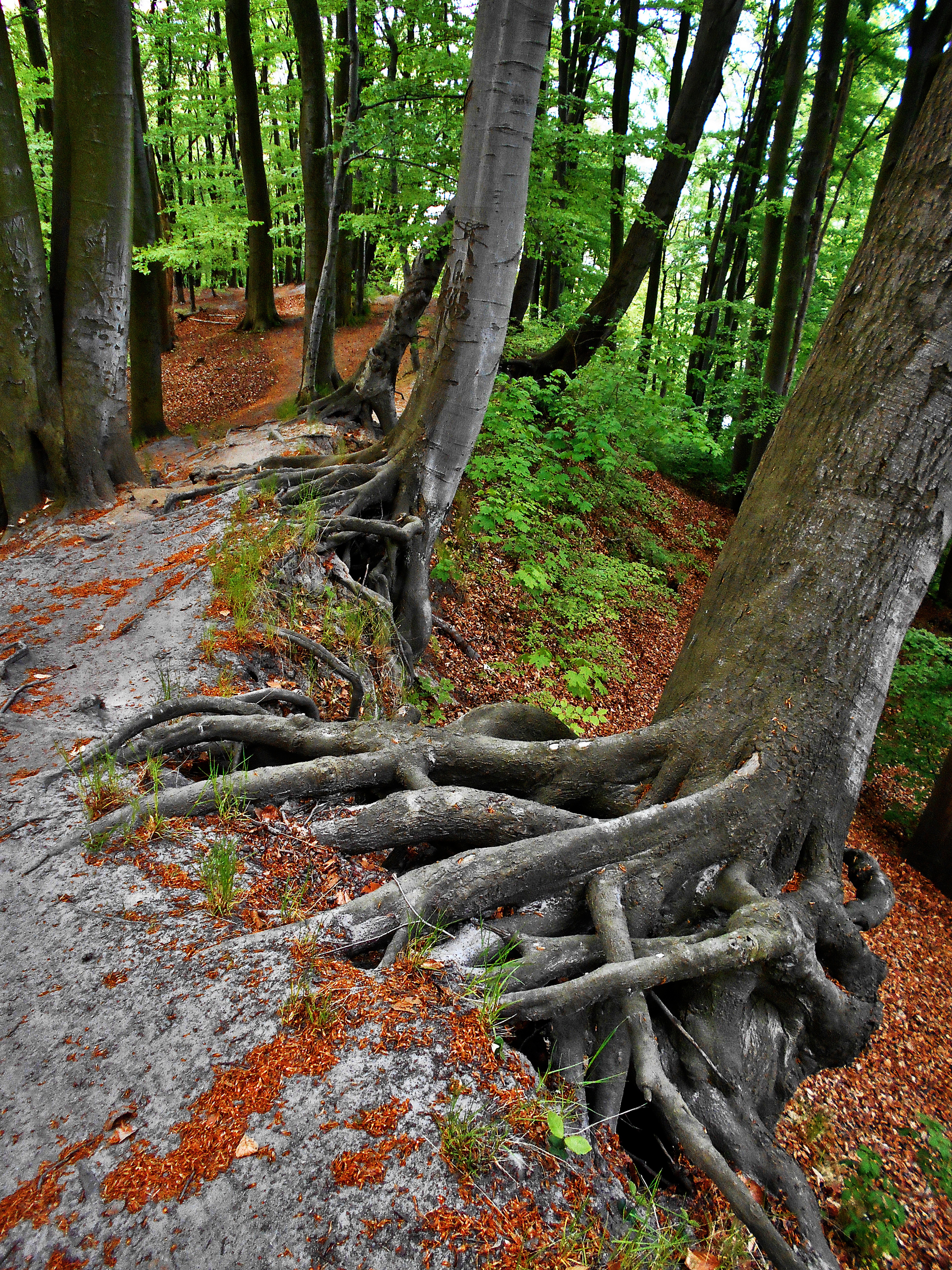 Какой корень лесов. Корни деревьев в лесу. Изогнутые деревья. Кривое дерево. Деревья растущие в лесу.