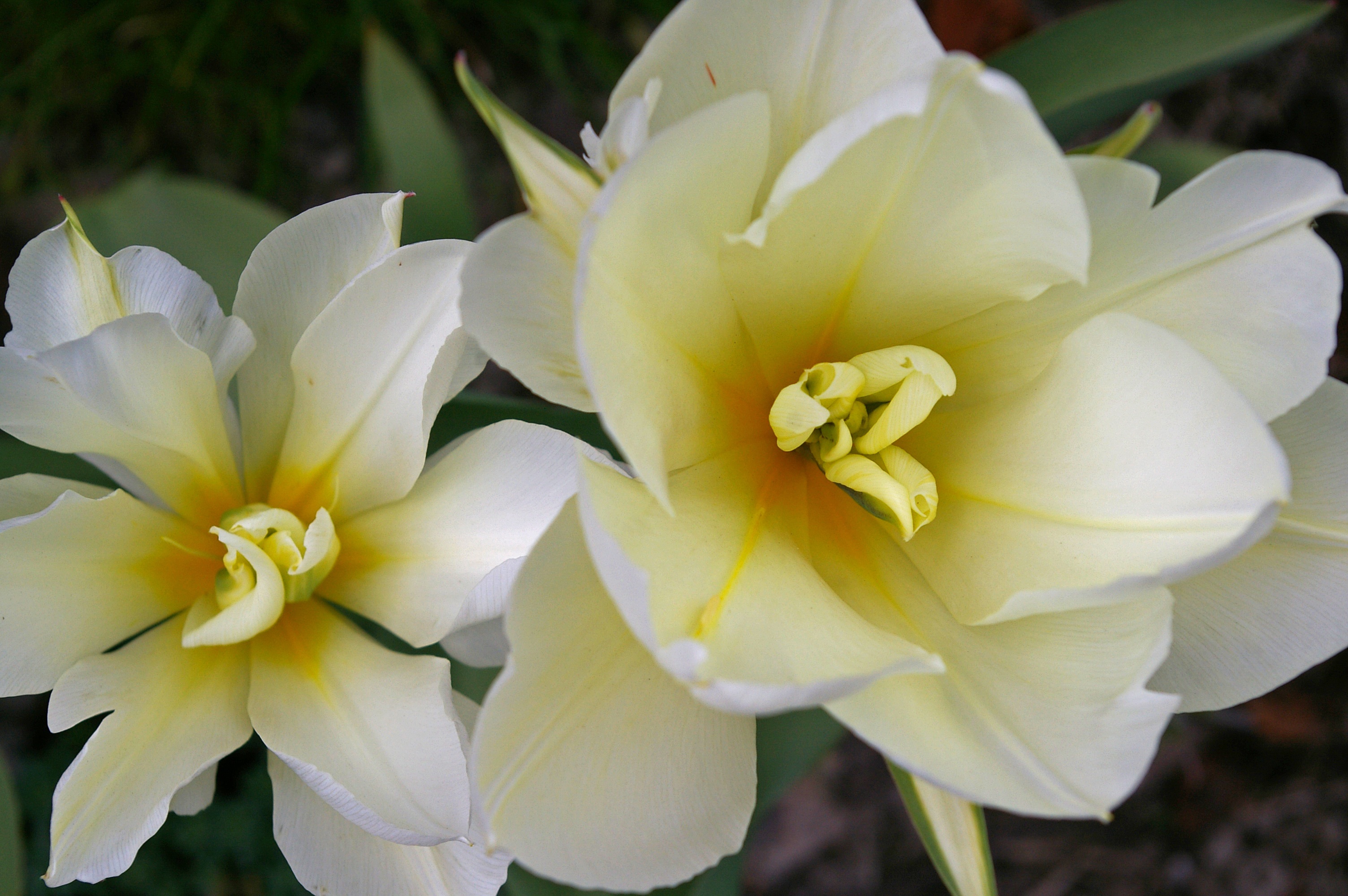 Exotic white tulips free image download