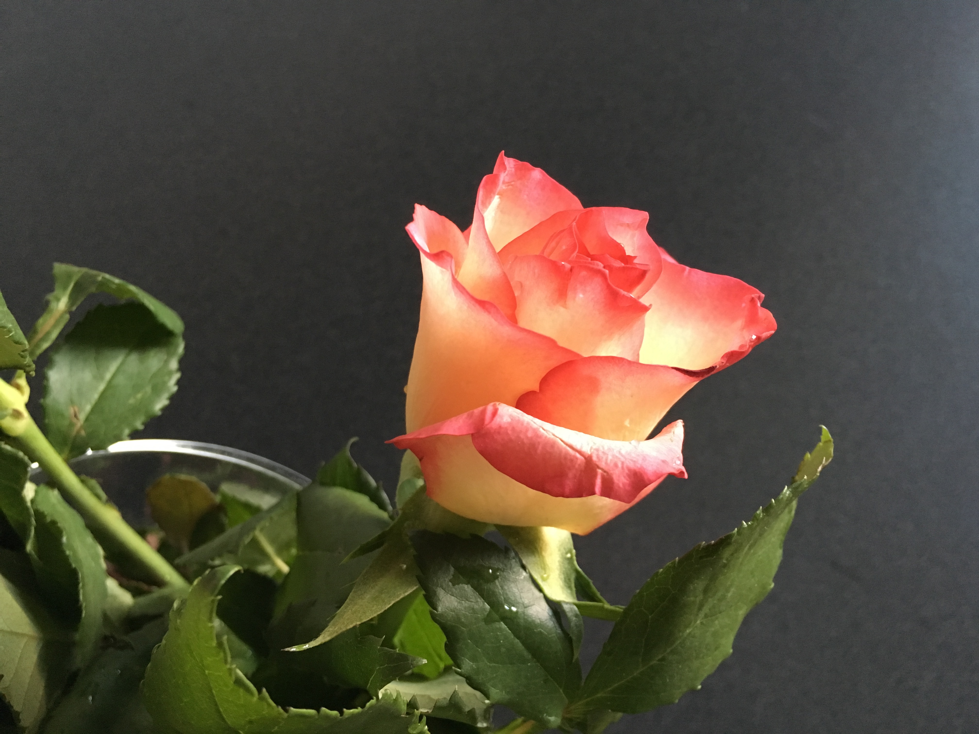 Красивые розовые розы с шипами