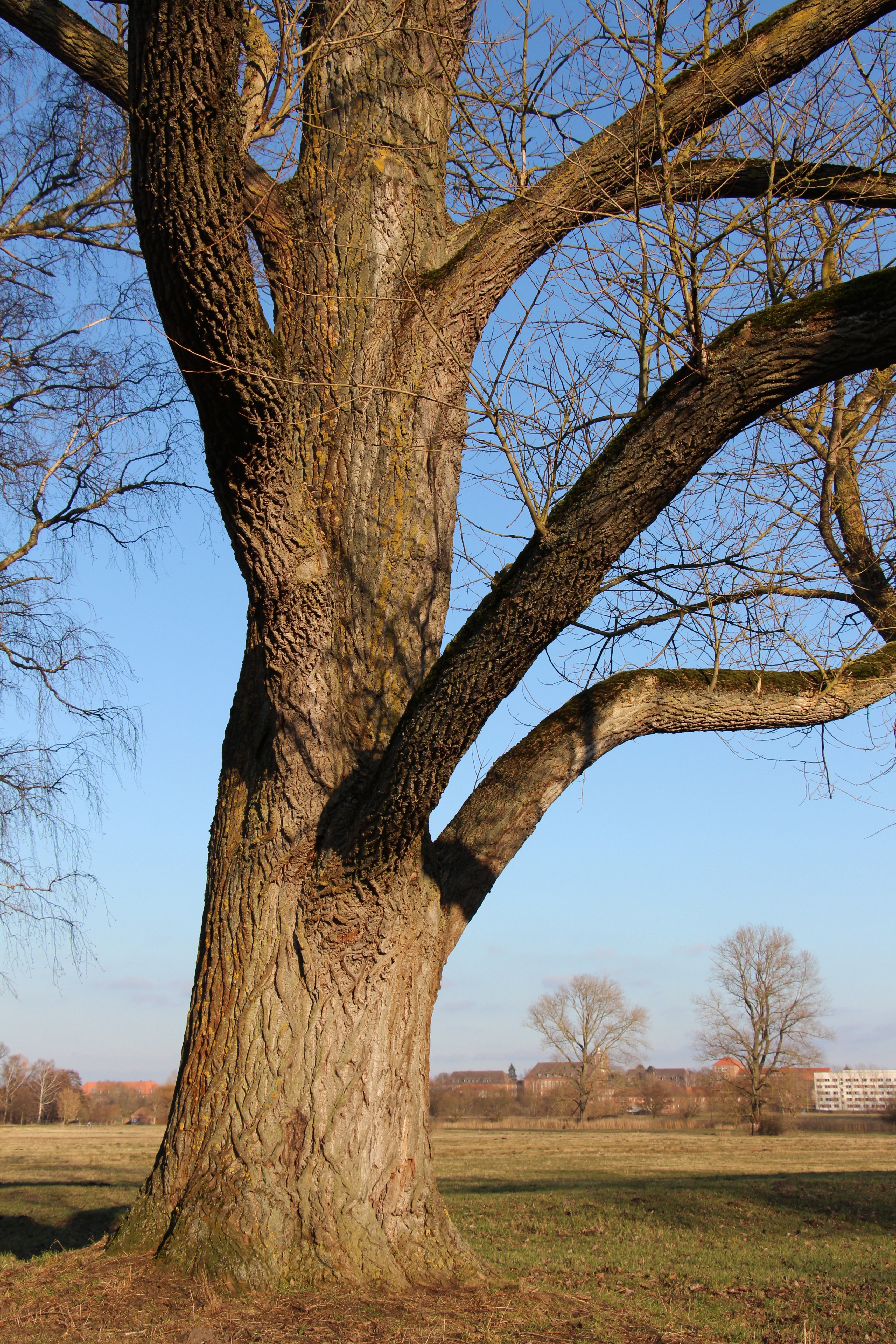 Big tree in the meadow free image download