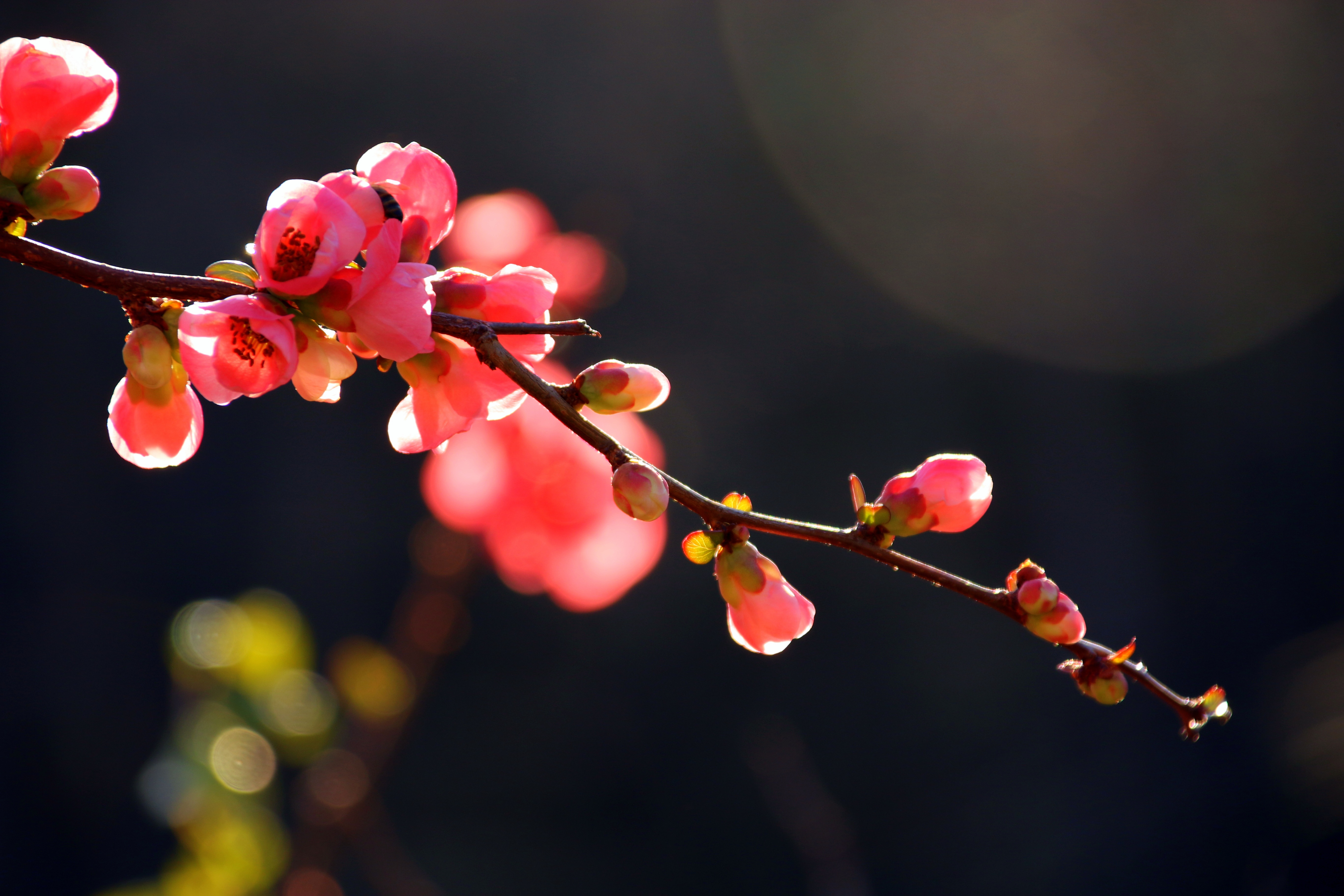 Red Chaenomeles flowers on branch at dark bokeh background free image  download