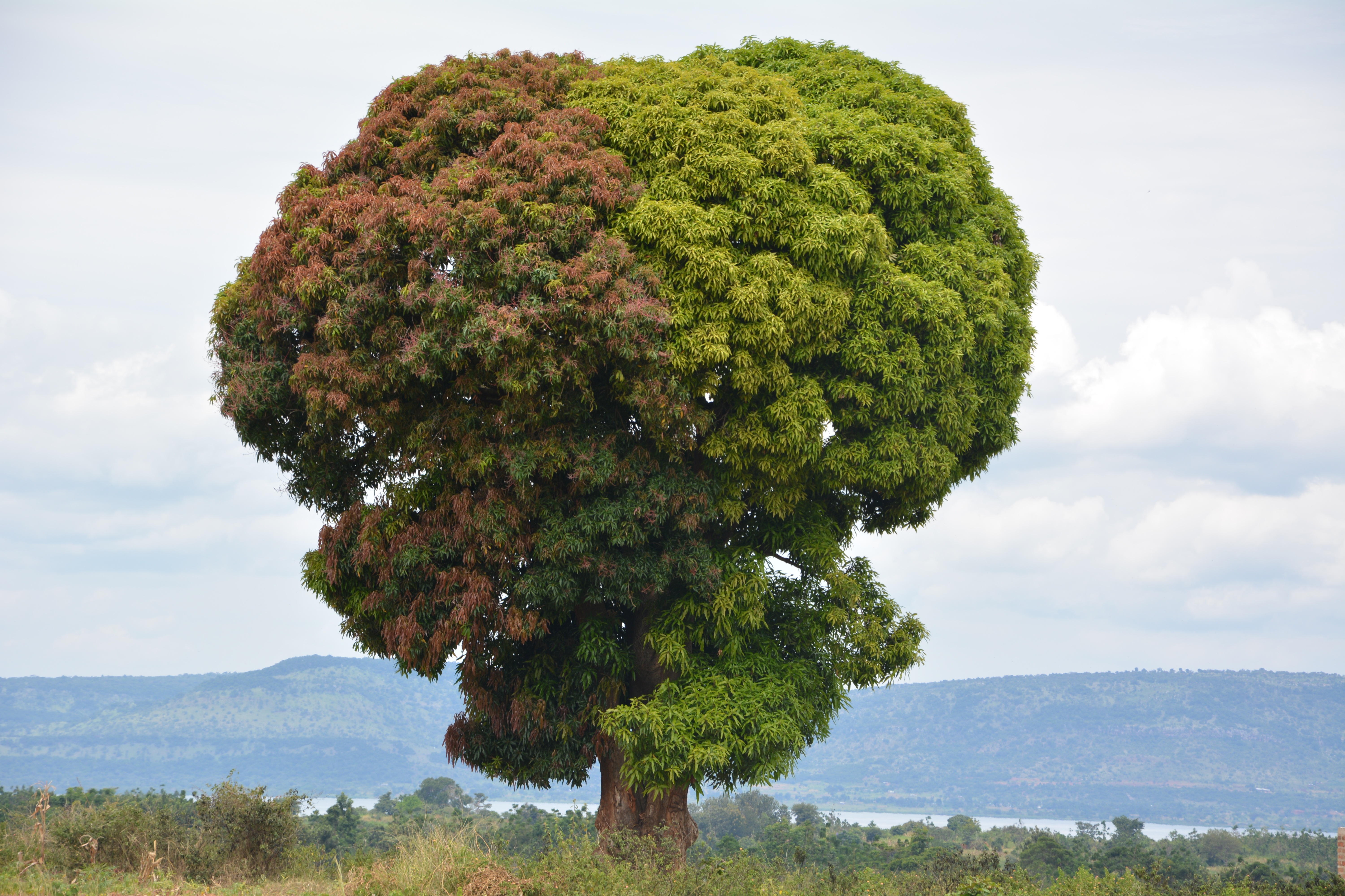Салах дерево фото