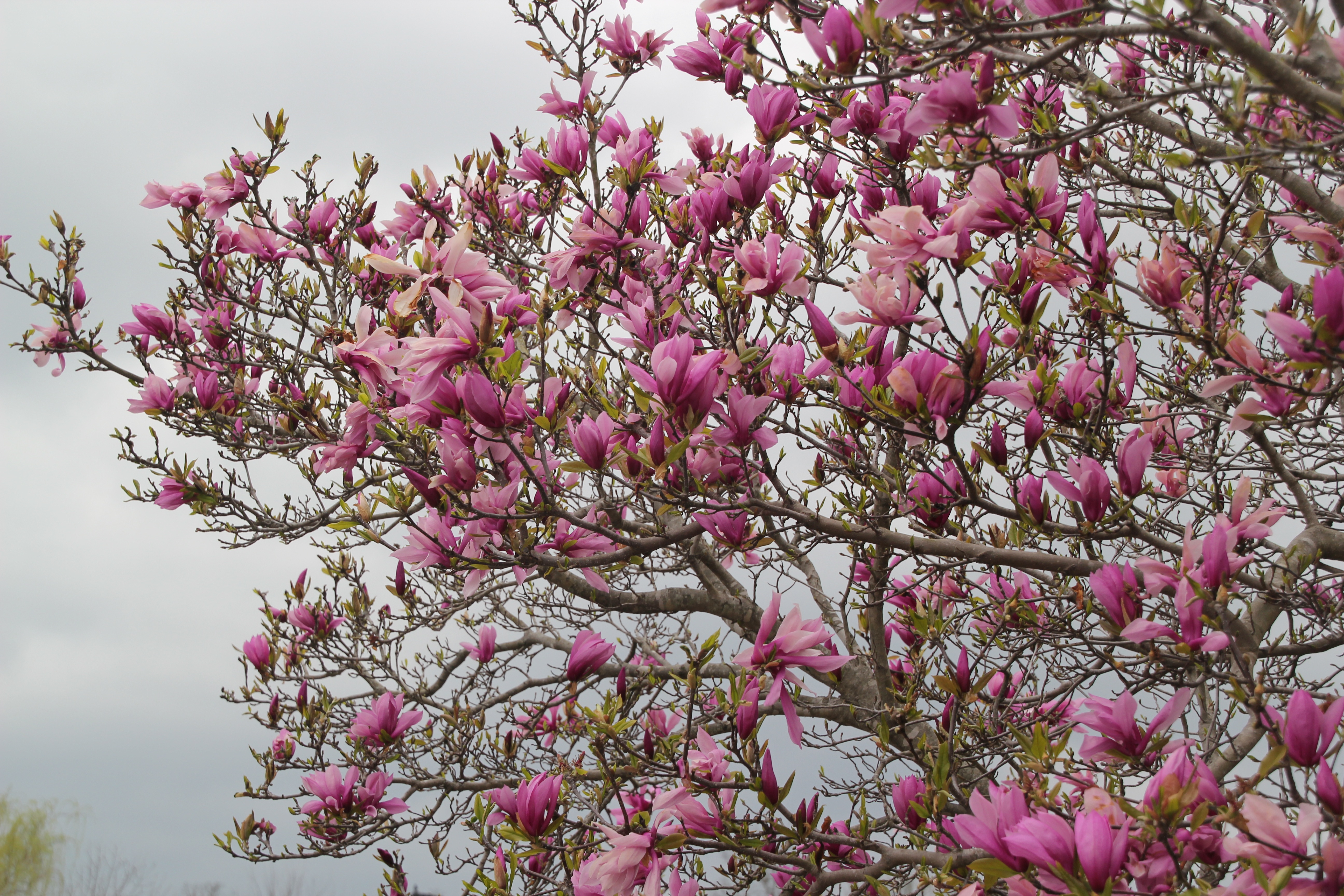 Розовый цветок без листьев. Тюльпановое деревоманголия. Дерево Магнолия тюльпановое дерево. Магнолия тюльпановидная дерево. Магнолия тюльпановое.