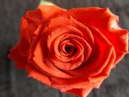 top view of Red Rose Flower