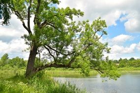 Tree near the pond