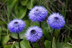 wild globularia in the mountains