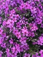 Phlox Carpet close-up