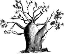 Australian Baobab drawing