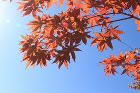 tree with yellow leaves against the blue sky