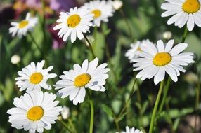 Chamomile flowers in a Garden