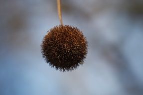 fluffy chestnut ball